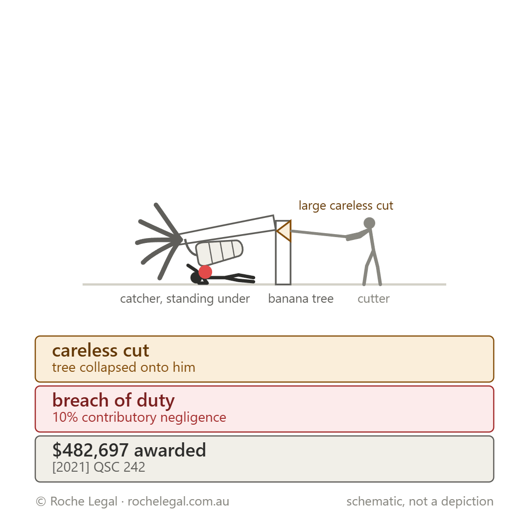 Schematic of Longbottom v L & R Collins Pty Ltd [2021] QSC 242, banana tree cut carelessly, collapsed onto the catcher